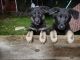 German Shepherd Puppies for sale in Raymond, ME 04071, USA. price: NA