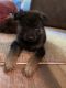 German Shepherd Puppies for sale in Breezy Point, MN, USA. price: NA