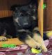 German Shepherd Puppies for sale in De Pere, WI, USA. price: NA