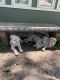 German Shepherd Puppies for sale in Raytown, MO, USA. price: $400