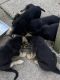 German Shepherd Puppies for sale in St Paul, MN, USA. price: NA