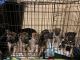 German Shepherd Puppies for sale in Riverside, CA, USA. price: $180
