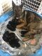 German Shepherd Puppies for sale in Eldon, MO 65026, USA. price: $1,000