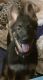 German Shepherd Puppies for sale in New Berlin, WI, USA. price: NA