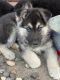 German Shepherd Puppies for sale in Melrose, MN 56352, USA. price: $425