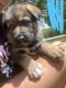 German Shepherd Puppies for sale in Greenville, SC 29611, USA. price: NA