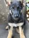 German Shepherd Puppies for sale in Cave City, AR 72521, USA. price: $700