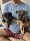 German Shepherd Puppies for sale in Jaipur, Rajasthan 302020, India. price: 15000 INR