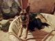German Shepherd Puppies for sale in TX-242, Conroe, TX, USA. price: NA