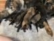 German Shepherd Puppies for sale in Linton, IN 47441, USA. price: $1,200
