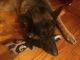 German Shepherd Puppies for sale in 74 Butternut Knolls, West Shokan, NY 12494, USA. price: NA