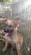 German Shepherd Puppies for sale in Kyle, TX, USA. price: $200