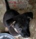 German Shepherd Puppies for sale in Parkers Lake, KY 42634, USA. price: NA