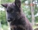 German Shepherd Puppies for sale in La Fontaine, IN 46940, USA. price: $650