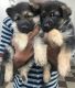 German Shepherd Puppies for sale in Thudiyalur, Tamil Nadu, India. price: 14000 INR