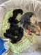 German Shepherd Puppies for sale in Kindred, ND 58051, USA. price: NA