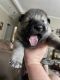 German Shepherd Puppies for sale in Spanish Fort, AL, USA. price: NA