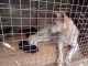 German Shepherd Puppies for sale in Sonada, West Bengal 734209, India. price: 5000 INR