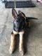German Shepherd Puppies for sale in 7037 Daybreak Dr, Colerain Township, OH 45247, USA. price: NA