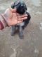 German Shepherd Puppies for sale in Lamba Gothara, Rajasthan 333026, India. price: 50000 INR