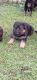 German Shepherd Puppies for sale in Krishna Nagar, Alambagh, Lucknow, Uttar Pradesh 226023, India. price: 5000 INR