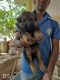 German Shepherd Puppies for sale in Basavakalyan, Karnataka 585327, India. price: 18000 INR