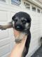 German Shepherd Puppies for sale in Harrisonburg, VA, USA. price: $1,000