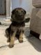German Shepherd Puppies for sale in Queen Creek, AZ 85140, USA. price: $800