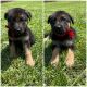 German Shepherd Puppies for sale in Ocala, FL, USA. price: $1,000