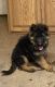 German Shepherd Puppies for sale in Columbus, NC 28722, USA. price: NA