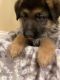 German Shepherd Puppies for sale in Conroe, TX, USA. price: $850