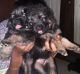 German Shepherd Puppies for sale in Thiruninravur, Tamil Nadu 602024, India. price: 15000 INR