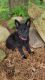 German Shepherd Puppies for sale in Eau Claire, WI, USA. price: $1,500
