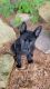 German Shepherd Puppies for sale in Minneapolis, MN, USA. price: $1,500