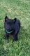 German Shepherd Puppies for sale in Jefferson City, MO, USA. price: NA