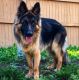 German Shepherd Puppies for sale in Yoder, CO 80864, USA. price: $900