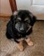 German Shepherd Puppies for sale in Springfield, MO, USA. price: NA
