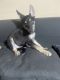 German Shepherd Puppies for sale in Tustin, CA, USA. price: NA
