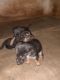 German Shepherd Puppies for sale in Varanasi, Uttar Pradesh, India. price: 8500 INR