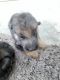 German Shepherd Puppies for sale in Moga, Punjab 142001, India. price: 20000 INR