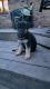 German Shepherd Puppies for sale in Worthington, MN, USA. price: NA