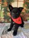 German Shepherd Puppies for sale in Tallahassee, FL, USA. price: NA