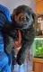 German Shepherd Puppies for sale in Fulton, MO 65251, USA. price: $800