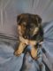 German Shepherd Puppies for sale in Marysville, WA, USA. price: NA