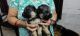 German Shepherd Puppies for sale in Roorkee, Uttarakhand, India. price: 8000 INR