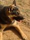 German Shepherd Puppies for sale in Redding, CA, USA. price: $600