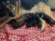 German Shepherd Puppies for sale in Sugar Grove, IL, USA. price: NA