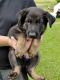 German Shepherd Puppies for sale in 18391 OH-555, Cutler, OH 45724, USA. price: NA
