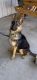 German Shepherd Puppies for sale in Winston-Salem, NC, USA. price: $2,200