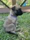 German Shepherd Puppies for sale in Dahlonega, GA 30533, USA. price: NA